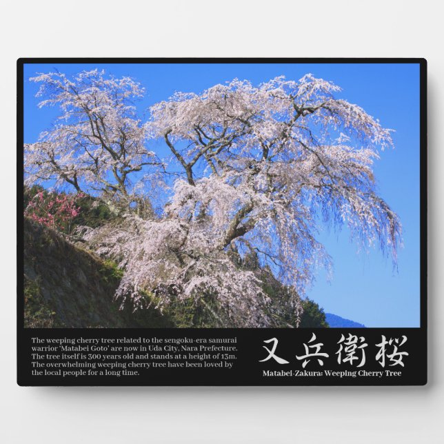Matabei-Zakura Weeping Cherry Tree [Photo plaque] Plaque (Front)