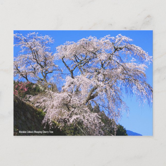 Matabei-Zakura Weeping Cherry Tree [Postcard] Postcard (Front)