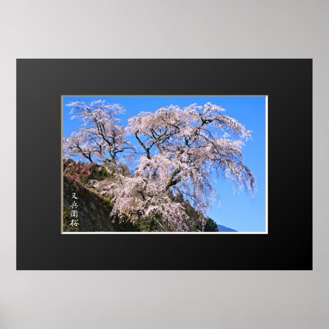 Matabei-Zakura: Weeping Cherry Tree Poster (Front)