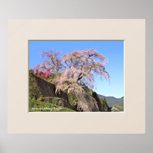 Matabei-Zakura Weeping Cherry Tree Poster