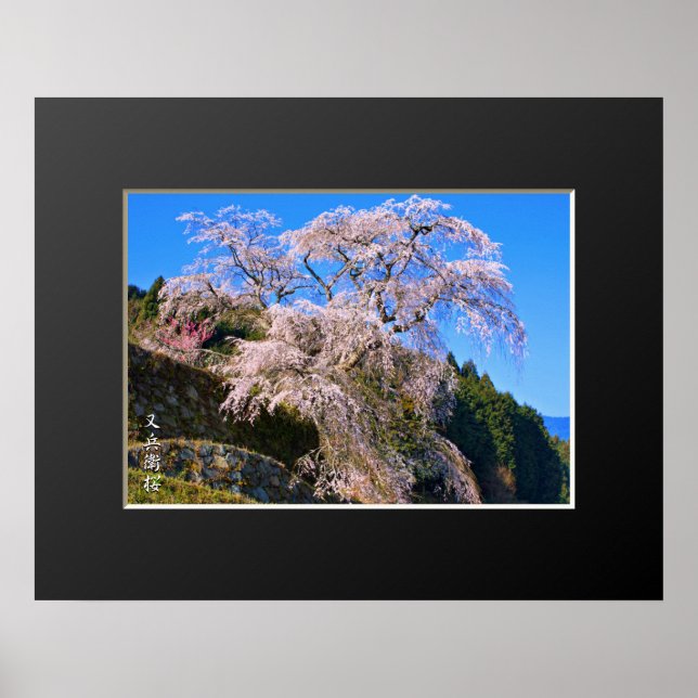 Matabei-Zakura Weeping Cherry Tree Poster (Front)