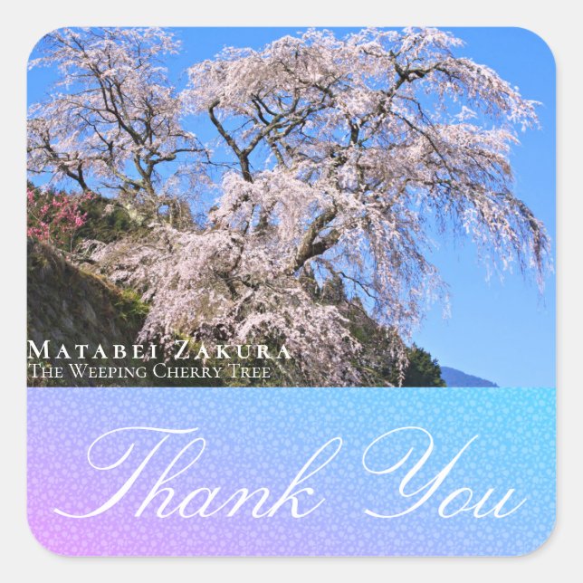 Matabei-Zakura: Weeping Cherry Tree Square Sticker (Front)