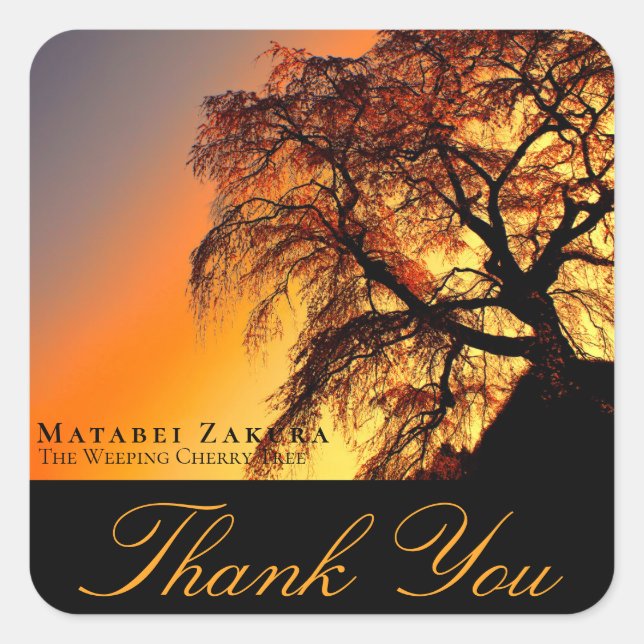 Matabei-Zakura: Weeping Cherry Tree Square Sticker (Front)