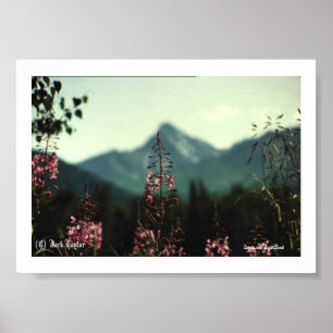 Matanuska Peak and Fireweed #01, (C) Jack Taylo... Poster