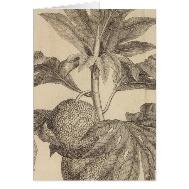 Matavia Bay, Tahiti (Front)