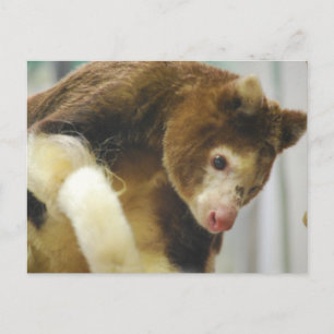 Matchies Tree Kangaroo Postcard