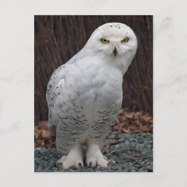 Matching Slippers Postcard (Front)