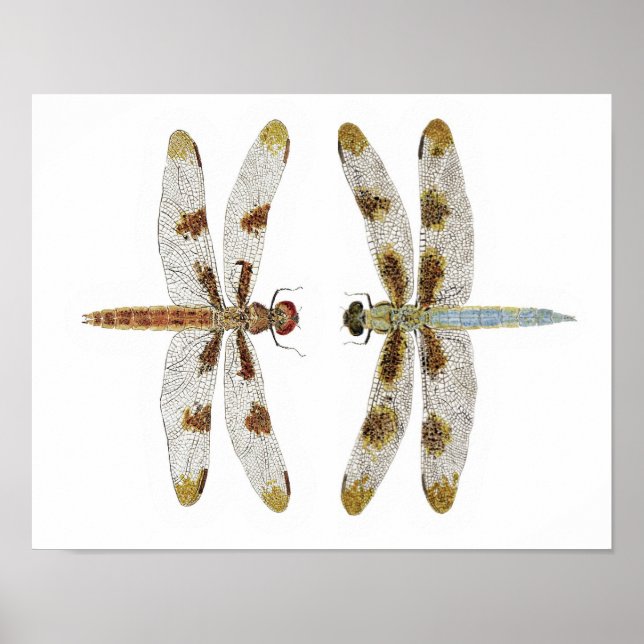 Mated Pair of 12 Spotted Skimmer Dragonflies Poster (Front)