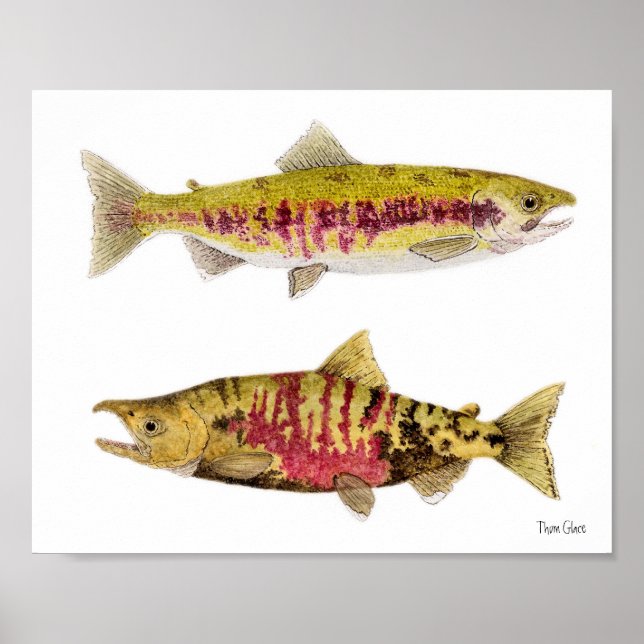 Mated Pair of Chum Salmon Poster (Front)
