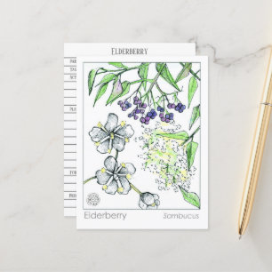 Materia Medica Elderberry Herbal Study Card