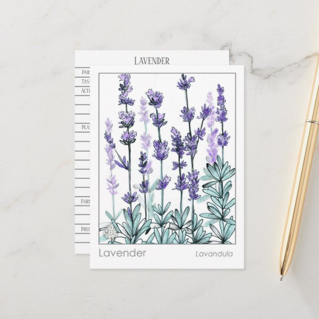 Materia Medica Lavender Flowers Herbal Study Card (Front/Back In Situ)