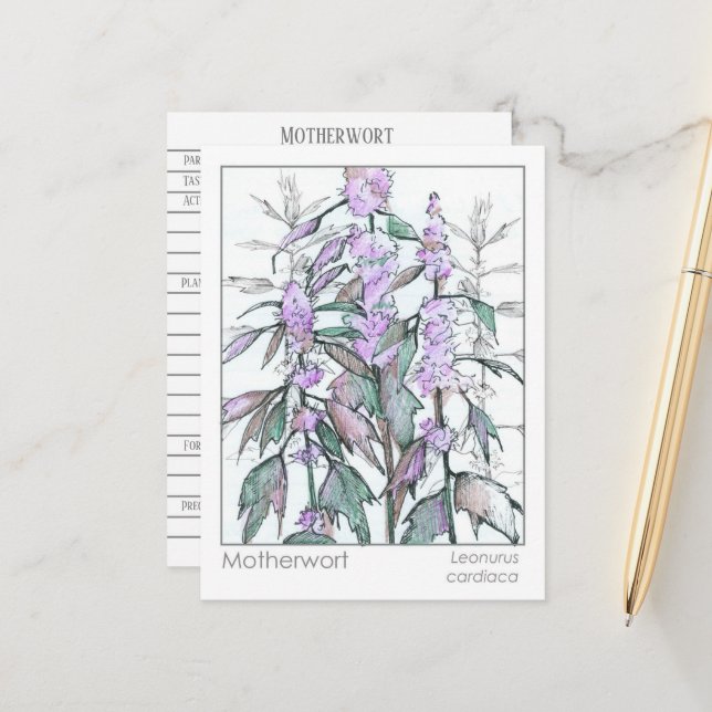 Materia Medica Motherwort Herbal Study Card (Front/Back In Situ)
