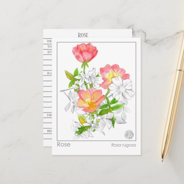Materia Medica Rose Flower Plant Herbal Study Card (Front/Back In Situ)