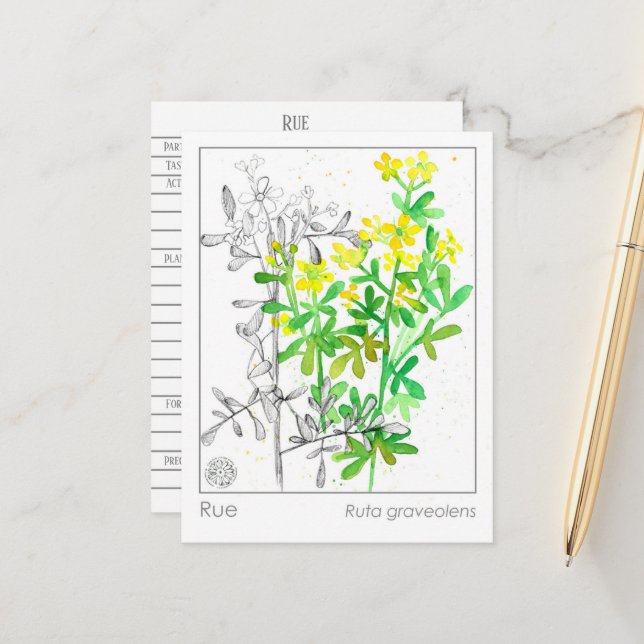 Materia Medica Rue Plant Herbal Study Card (Front/Back In Situ)