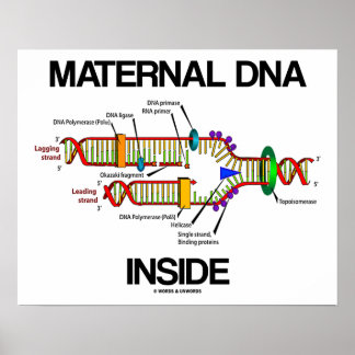 Maternal DNA Inside Genes Humour DNA Replication Poster