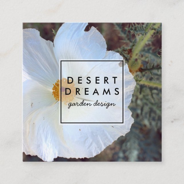 Matilija Poppy Desert Wildflower Photo Travel Square Business Card (Front)