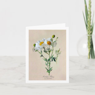 Matilija Poppy Note Card