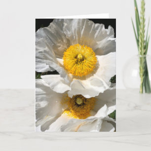 Matilija Poppy Note Card <Blank Inside>
