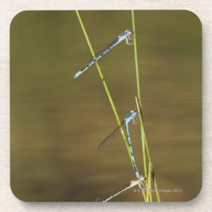 Mating Damselflies Coaster