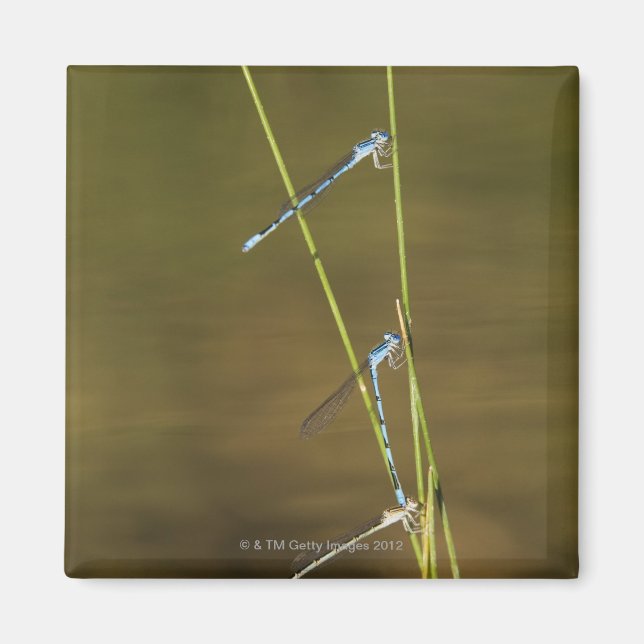 Mating Damselflies Magnet (Front)