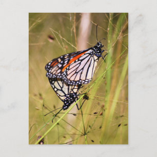 Mating Monarch Butterflies Postcard