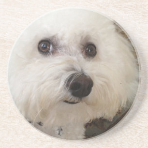 Matisse - a Bichon Frise - coaster