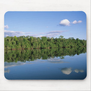 Mato Grosso State, Amazon, Brazil. Forested Mouse Mat