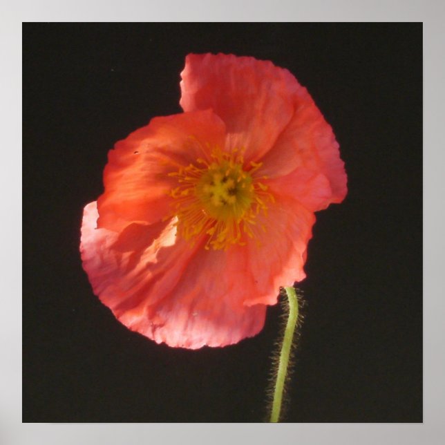 Matte Print - Close Up Flower (Front)