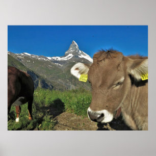 Matterhorn and Cow Poster