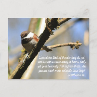 Matthew 6:26 Birds Scripture Postcard