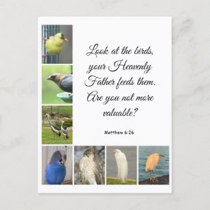 Matthew 6:26 Postcard