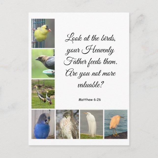 Matthew 6:26 Postcard (Front)