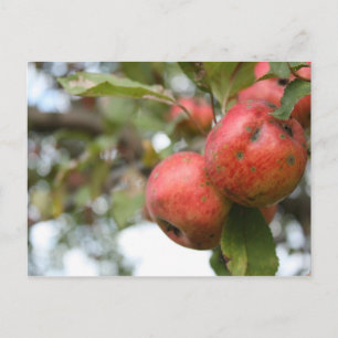 Matthew 7:7-8 Apple Postcard