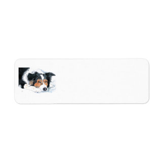 Mattie the Border Collie