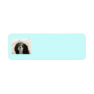 Mattie the King Charles Cavalier