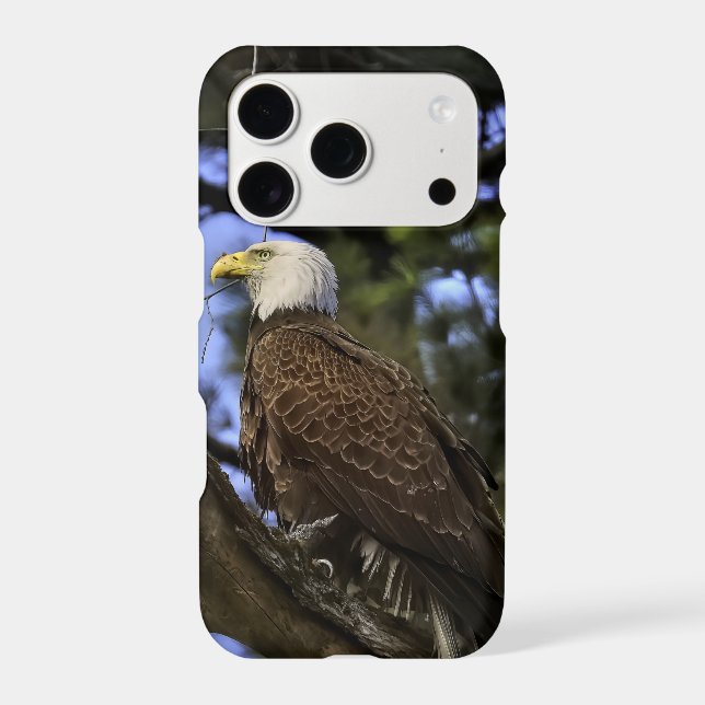 Mature Bald Eagle  (Back)