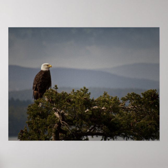 Mature Bald Eagle - Fine Art Print (Front)
