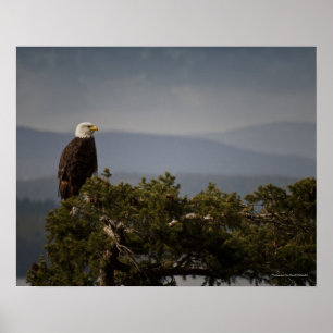 Mature Bald Eagle - Fine Art Print