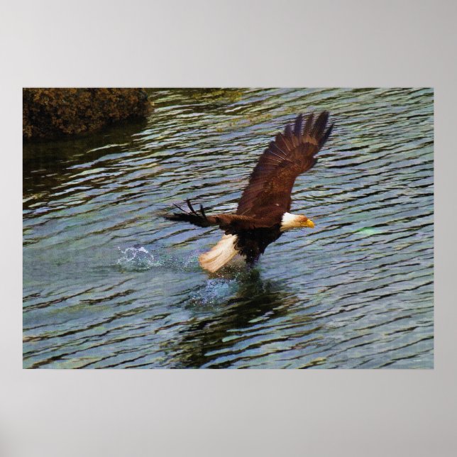 Mature Bald Eagle Hunting Wildlife Art Poster (Front)