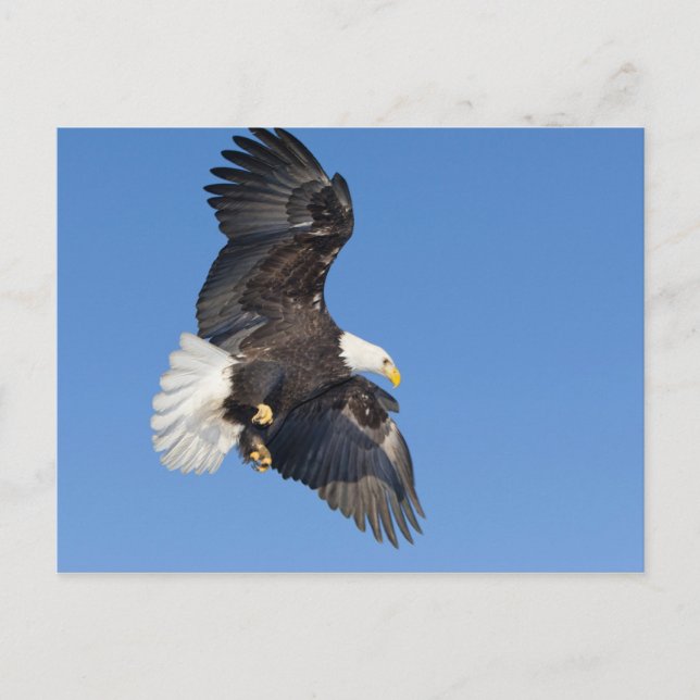 Mature Bald Eagle in flight with wings spread Postcard (Front)