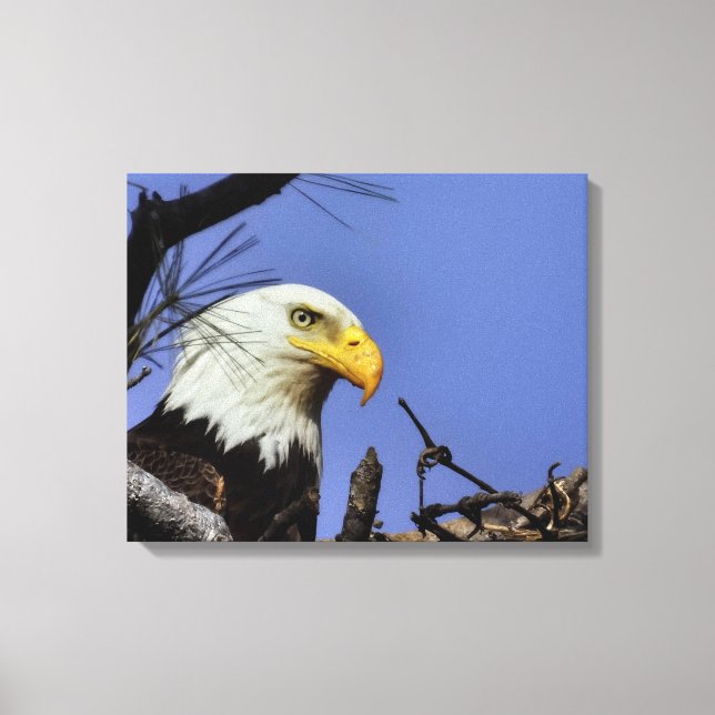 Mature Bald Eagle in Nest  Canvas Print (Front)