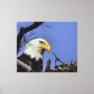 Mature Bald Eagle in Nest  Canvas Print