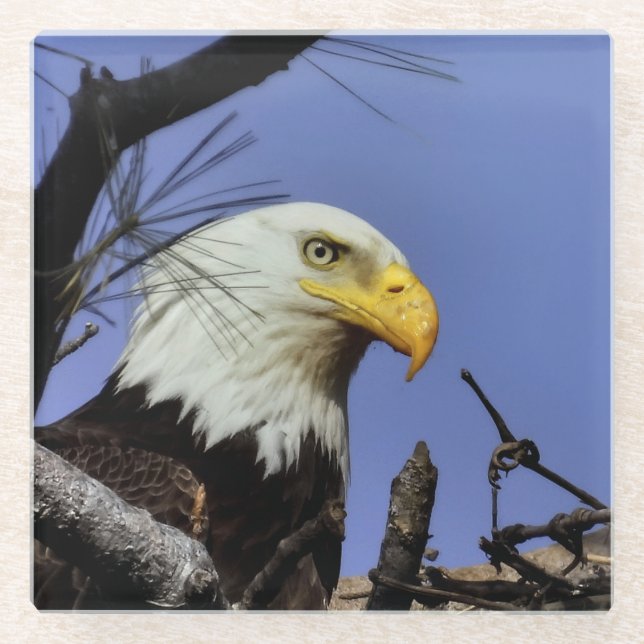 Mature Bald Eagle in Nest  Glass Coaster (Front)