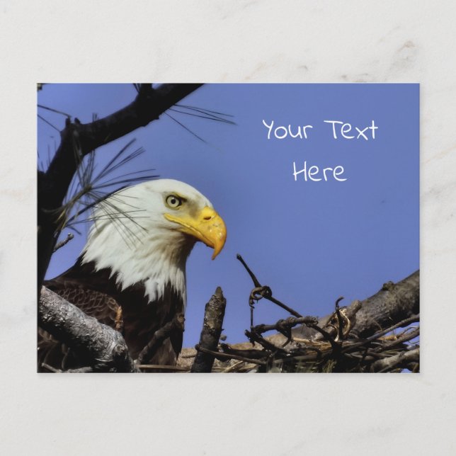 Mature Bald Eagle in Nest *Personalise* Postcard (Front)