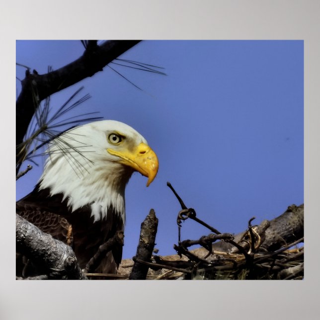 Mature Bald Eagle in Nest Poster (Front)