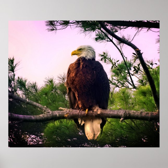 Mature Bald Eagle perched in Evergreen Tree  Poster (Front)
