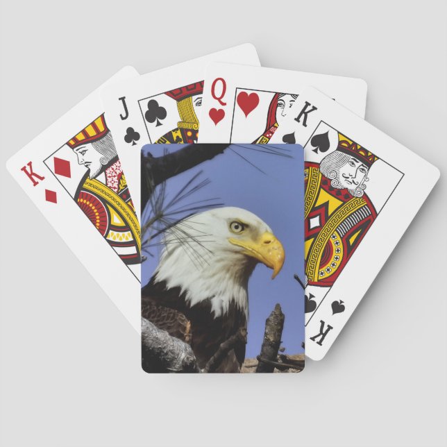 Mature Male Bald Eagle Close Up Head Shot Playing Cards (Back)