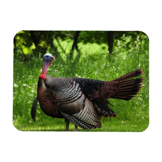 Mature Male Wild Turkey Displaying Feathers Magnet (Horizontal)