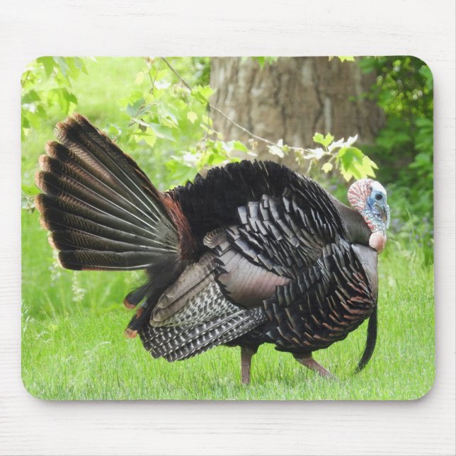 Mature Male Wild Turkey Displaying Feathers Mouse Mat (Front)