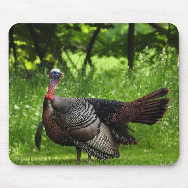 Mature Male Wild Turkey Displaying Feathers Mouse Mat (Front)